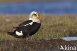 King Eider (Somateria spectabilis)