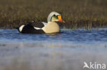 King Eider (Somateria spectabilis)