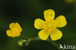 Creeping Buttercup (Ranunculus repens)