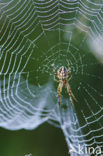European Garden Spider (Araneus diadematus)