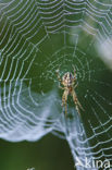 Kruisspin (Araneus diadematus)