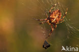 Kruisspin (Araneus diadematus)