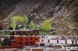 Labrang Monastery