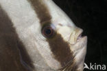 Longfin batfish (Platax teira)