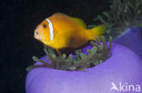 Maladiven Anemoonvis (Amphiprion nigripes)