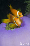 Maldives anemonefish (Amphiprion nigripes)