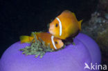 Maladiven Anemoonvis (Amphiprion nigripes)