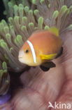 Maladiven Anemoonvis (Amphiprion nigripes)