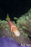 Maladiven Anemoonvis (Amphiprion nigripes)