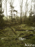 National Park Sallandse Heuvelrug