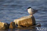 Arctic Tern (Sterna paradisaea)