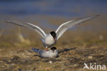 Arctic Tern (Sterna paradisaea)