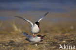 Arctic Tern (Sterna paradisaea)