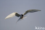 Arctic Tern (Sterna paradisaea)