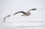 Noordse Stormvogel (Fulmarus glacialis)