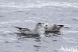 Noordse Stormvogel (Fulmarus glacialis)