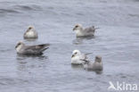 Noordse Stormvogel (Fulmarus glacialis)