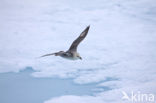 Northern Fulmar (Fulmarus glacialis)