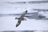 Noordse Stormvogel (Fulmarus glacialis)