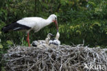 White Stork (Ciconia ciconia)