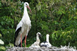 White Stork (Ciconia ciconia)