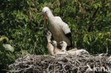 White Stork (Ciconia ciconia)