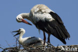 White Stork (Ciconia ciconia)