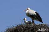 White Stork (Ciconia ciconia)