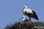 White Stork (Ciconia ciconia)