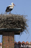 White Stork (Ciconia ciconia)