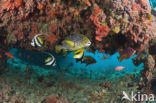 Indian Ocean oriental sweetlips (Plectorhinchus vittatus)