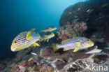 Indian Ocean oriental sweetlips (Plectorhinchus vittatus)