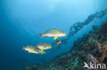 Indian Ocean oriental sweetlips (Plectorhinchus vittatus)