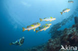 Indian Ocean oriental sweetlips (Plectorhinchus vittatus)