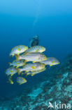 Indian Ocean oriental sweetlips (Plectorhinchus vittatus)