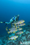 Indian Ocean oriental sweetlips (Plectorhinchus vittatus)