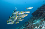 Indian Ocean oriental sweetlips (Plectorhinchus vittatus)