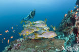 Indian Ocean oriental sweetlips (Plectorhinchus vittatus)