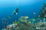 Indian Ocean oriental sweetlips (Plectorhinchus vittatus)