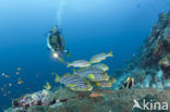 Indian Ocean oriental sweetlips (Plectorhinchus vittatus)