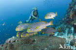 Indian Ocean oriental sweetlips (Plectorhinchus vittatus)