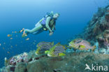 Oosterse diklipvis (Plectorhinchus vittatus)