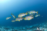 Indian Ocean oriental sweetlips (Plectorhinchus vittatus)