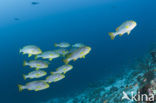 Indian Ocean oriental sweetlips (Plectorhinchus vittatus)