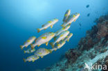 Indian Ocean oriental sweetlips (Plectorhinchus vittatus)