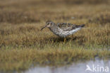 Paarse Strandloper (Calidris maritima)