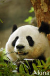 Giant Panda (Ailuropoda melanoleuca) 