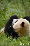 Giant Panda (Ailuropoda melanoleuca) 