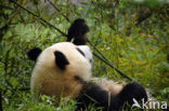 Giant Panda (Ailuropoda melanoleuca) 