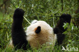 Giant Panda (Ailuropoda melanoleuca) 